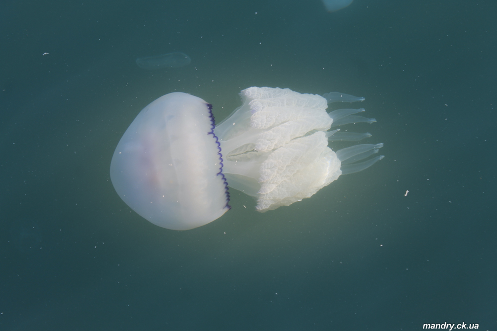 Rhizostoma pulmo Rhizostoma pulmo