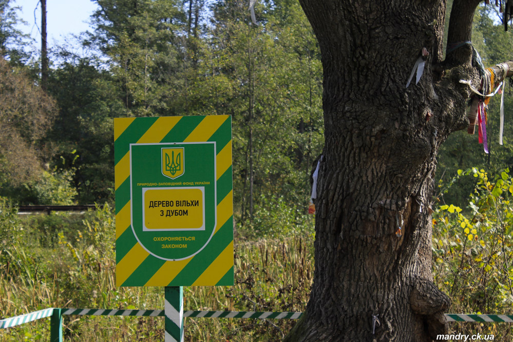 Дерево вільхи з дубом Спасо - Преображенська церква, Дерево кохання, Мошни і Мошногірський парк