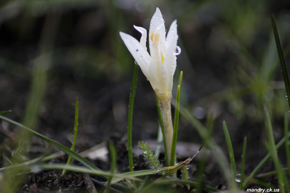 Crocus reticulatus Steven ex Adam Бакаївка