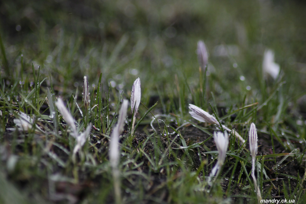 Crocus reticulatus Steven ex Adam Бакаївка