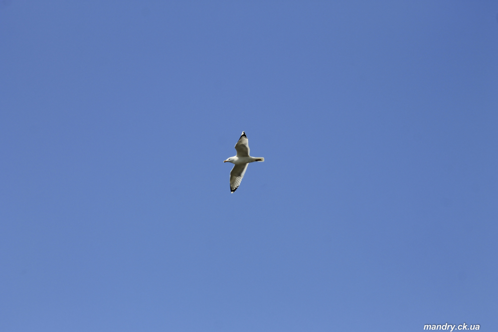 Мартин чорнокрилий (Larus fuscus) Мартин чорнокрилий (Larus fuscus)