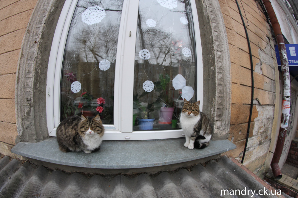 Одеські коти