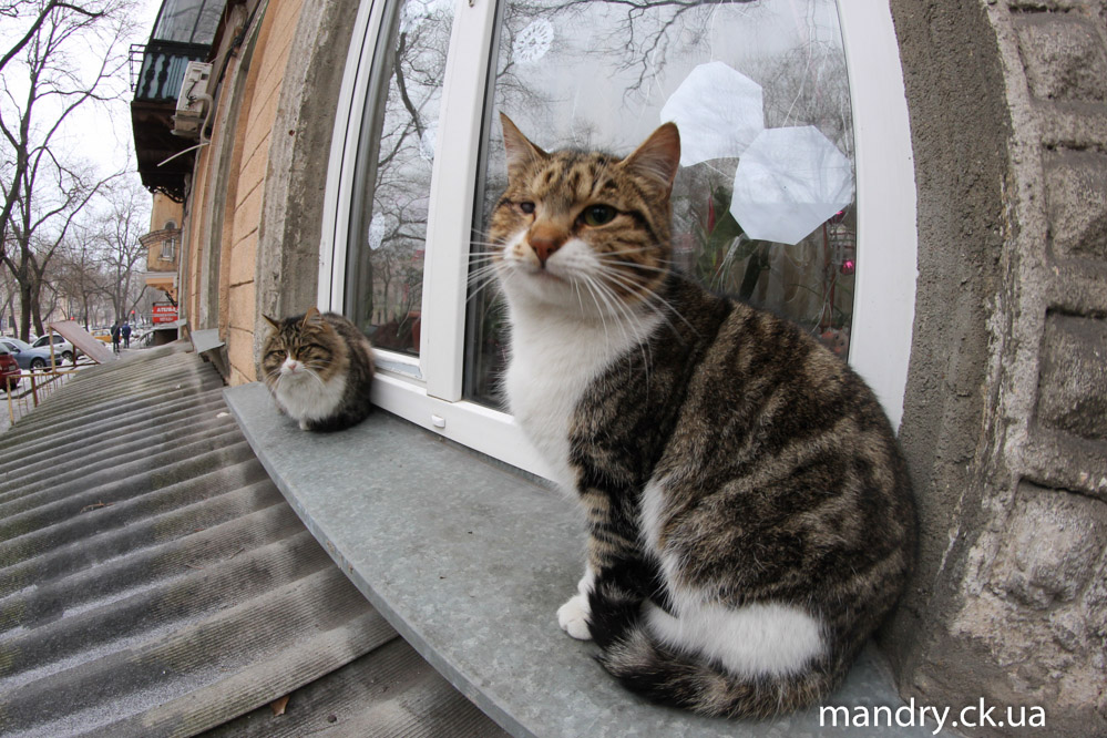 Одеські коти