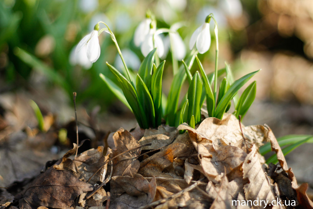 Galanthus plicatus M.Bieb.