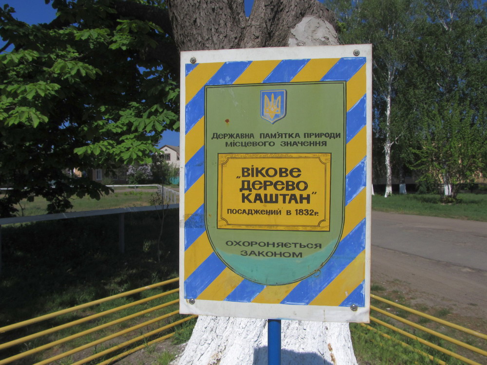 Вікове дерево каштан Дубіївка