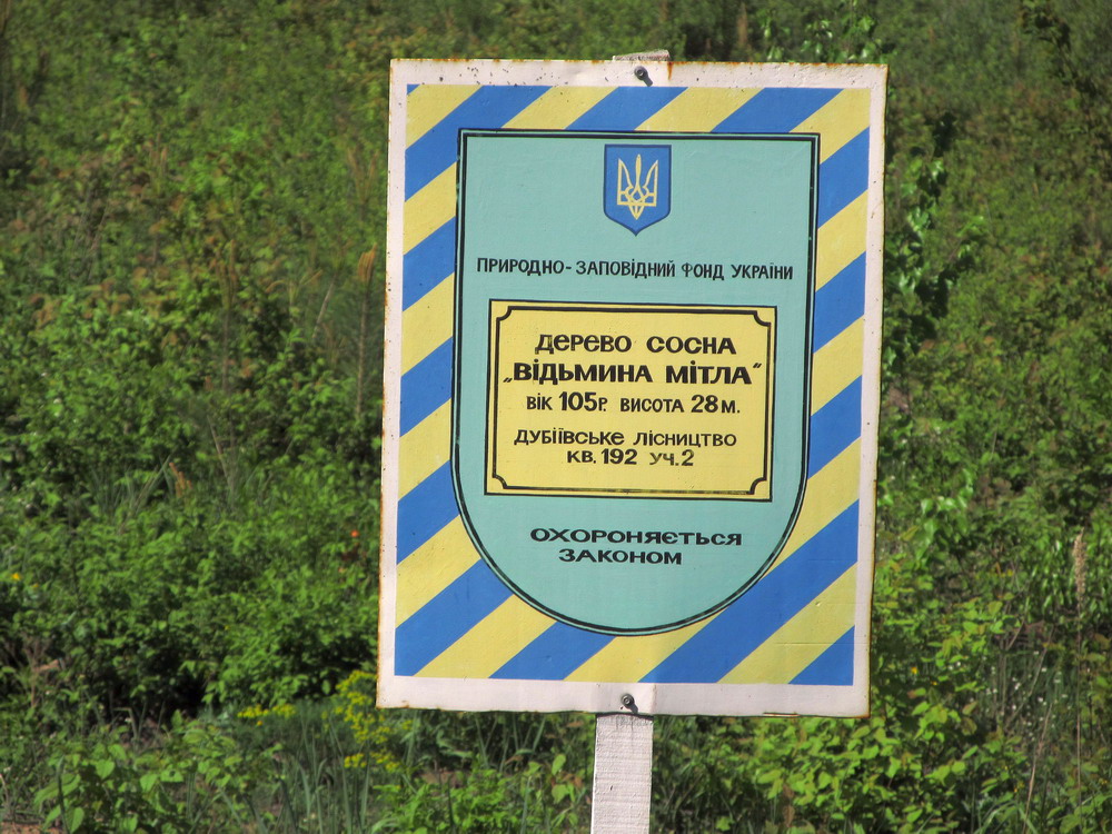 Сосна "відьмина мітла" Дубіївка