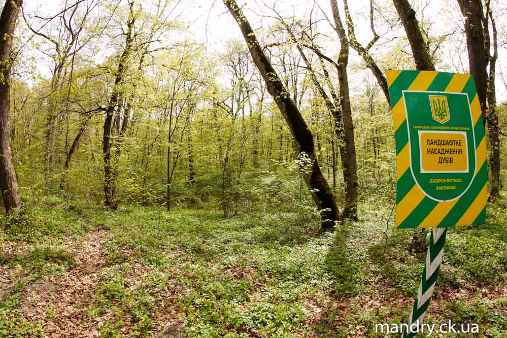 Черкаський ліс: ландшафтне насадження дубів
