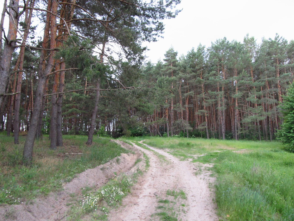 Ліс біля Крутьок Ліс біля Крутьок