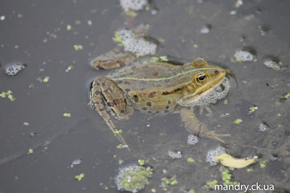 вилківська жаба Жаба в єрику