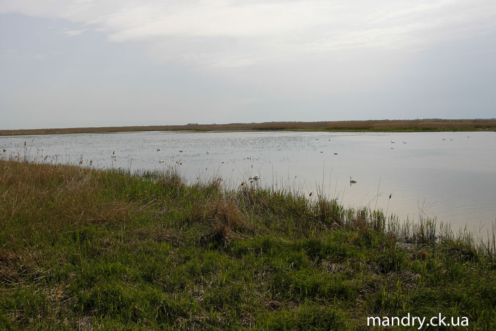 лебеді лебеді