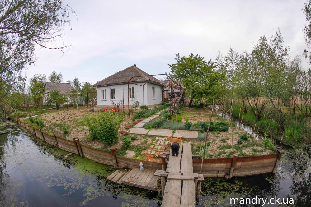 песики вилквое песики вилквое