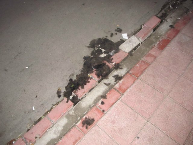 Єврейський новий рік в Умані