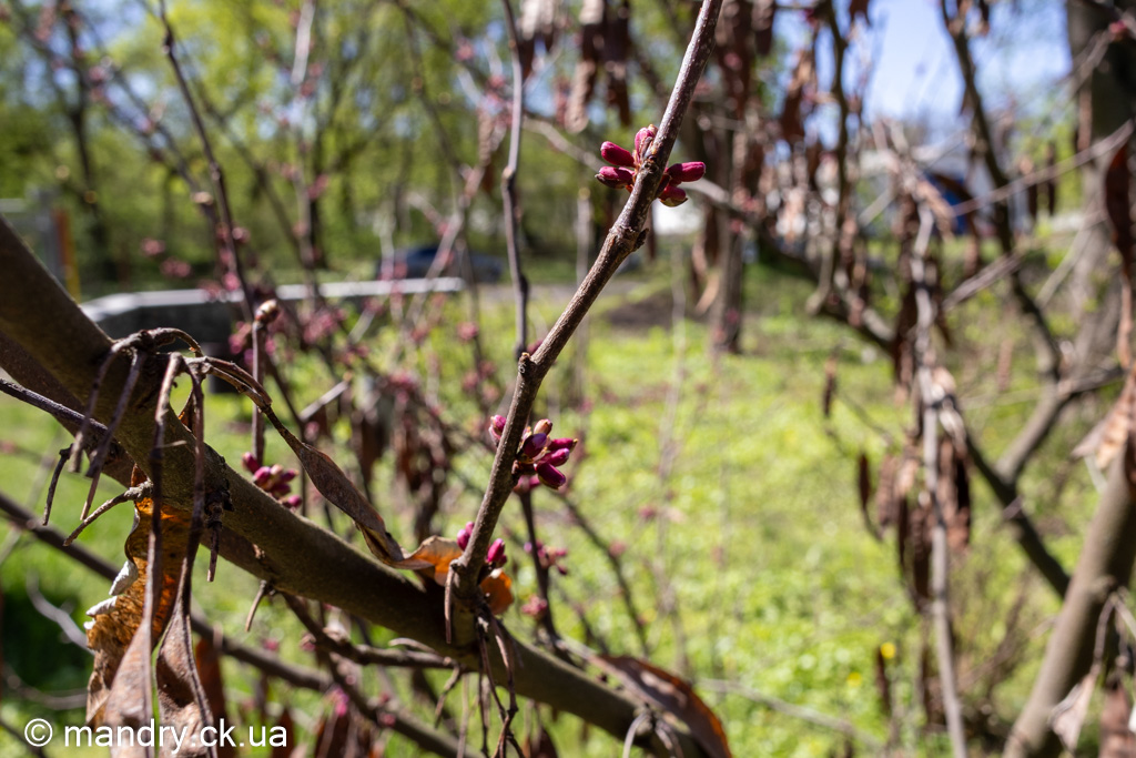Cercis siliquastrum