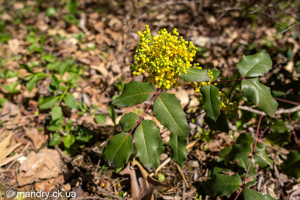 Berberis aquifolium