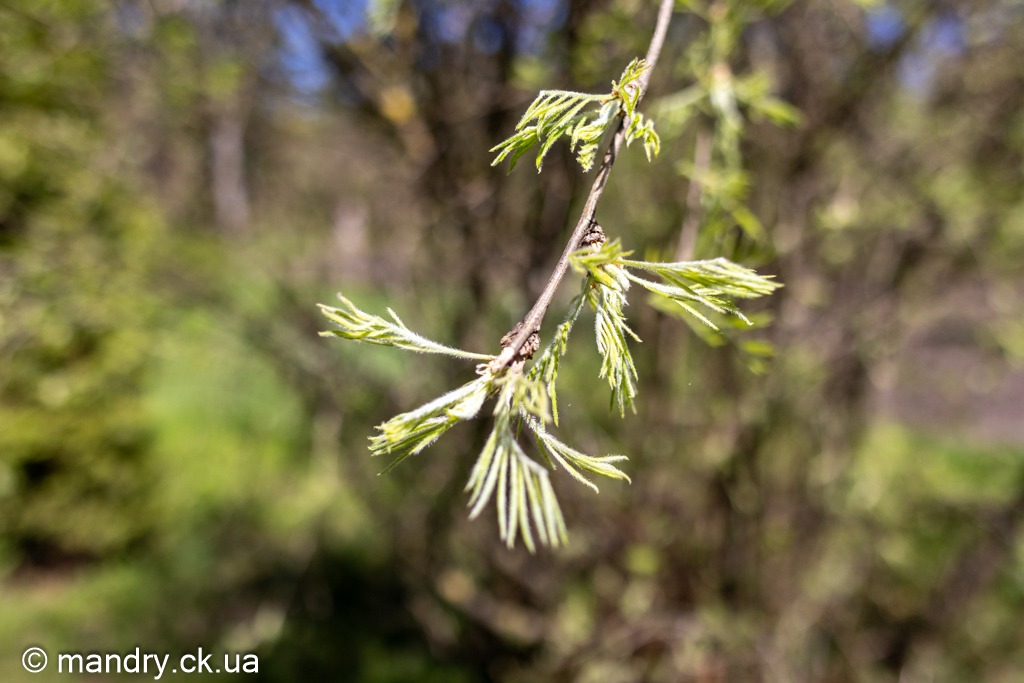 Карагана дерев'яниста (Caragana arborescens)